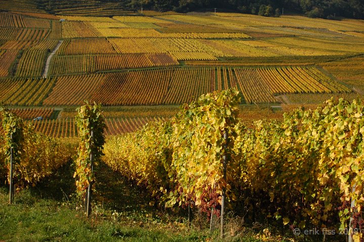 Route du vin d'Alsace - click to continue