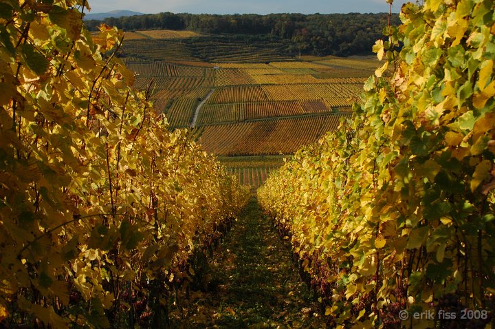 Route du vin d'Alsace - click to continue