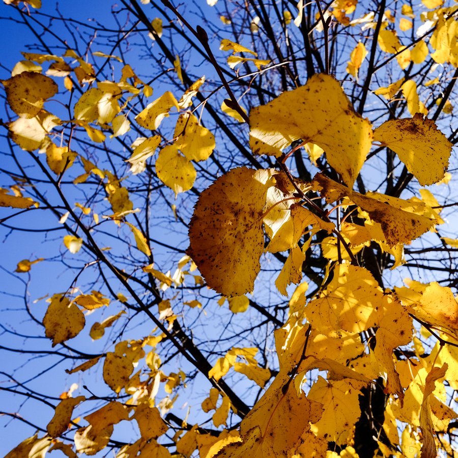 Autumn leaves - click to continue