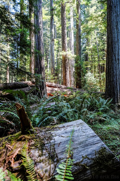 Humboldt Redwoods SP - click to continue