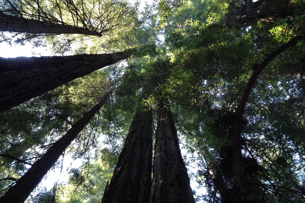 Humboldt Redwoods SP - click to continue