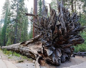 Yosemite NP, Mariposa Grove