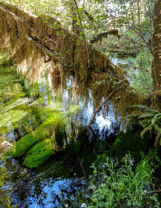 Olympic National Park, Hoh Rain Forest - click to continue